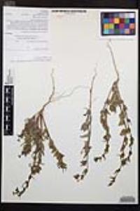 Camissoniopsis bistorta image