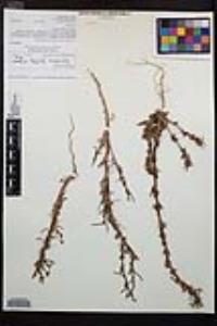 Camissoniopsis hirtella image
