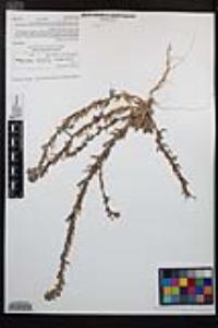 Camissoniopsis hirtella image