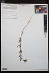 Camissoniopsis robusta image