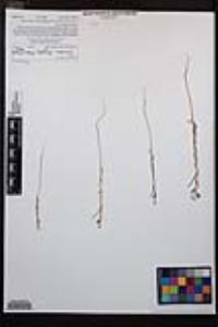 Camissonia strigulosa image