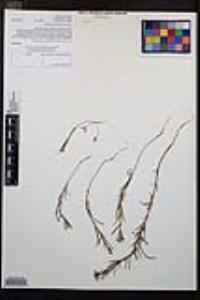 Camissonia strigulosa image