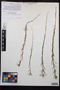Camissonia strigulosa image