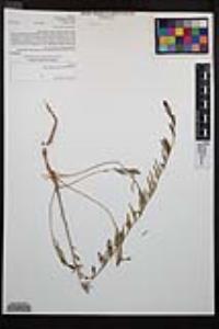 Clarkia purpurea subsp. quadrivulnera image