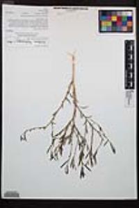 Epilobium brachycarpum image