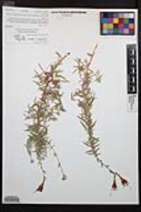 Epilobium canum image