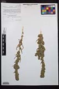 Epilobium densiflorum image