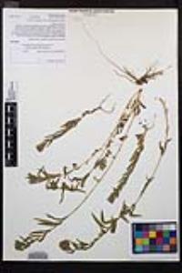 Epilobium densiflorum image