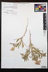 Oenothera deltoides image