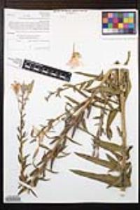 Oenothera elata subsp. hirsutissima image