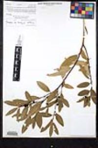 Frangula californica image