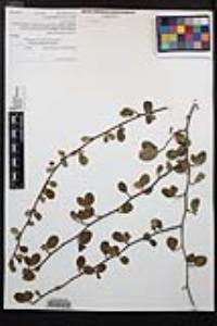 Cercocarpus minutiflorus image