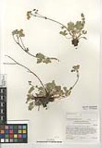 Potentilla gracilis var. fastigiata image