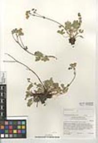 Potentilla gracilis image