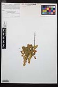 Prunus ilicifolia subsp. ilicifolia image