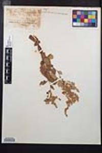 Holodiscus discolor image
