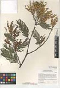 Acacia dealbata image