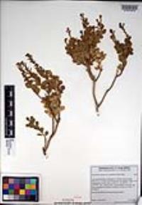 Ericameria cuneata image