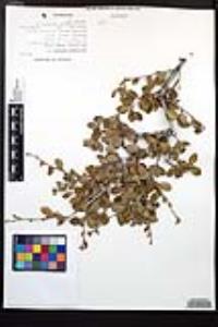 Cercocarpus montanus image