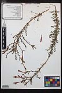 Epilobium canum image