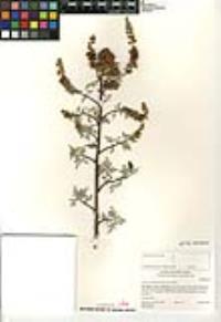 Ambrosia chamissonis image