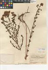 Hypericum perforatum subsp. perforatum image