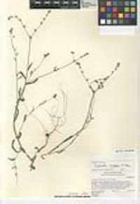 Cryptantha simulans image