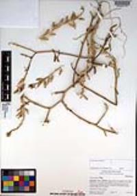 Cakile maritima image