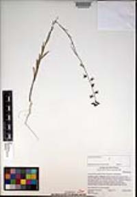 Caulanthus heterophyllus image