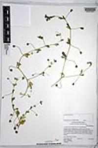 Nemophila menziesii var. integrifolia image