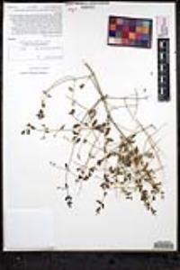 Scutellaria mexicana image