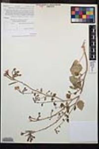 Chylismia cardiophylla image