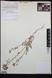 Chylismia claviformis var. peirsonii image