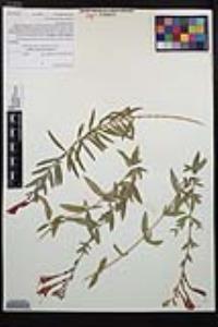 Epilobium canum image