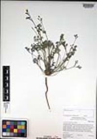 Eschscholzia minutiflora image