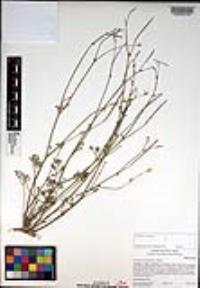 Eschscholzia minutiflora image