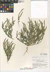 Oligomeris linifolia image