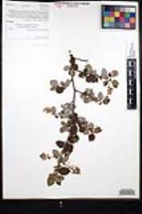 Ceanothus oliganthus var. orcuttii image