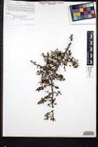 Rhamnus crocea image