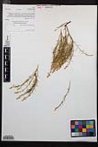 Adenostoma sparsifolium image