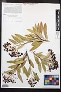 Heteromeles arbutifolia image