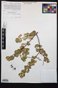 Prunus ilicifolia subsp. ilicifolia image