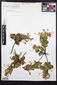 Prunus ilicifolia subsp. ilicifolia image
