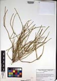 Ephedra nevadensis image