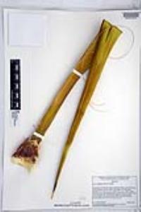 Yucca schidigera image