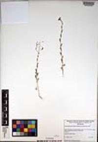 Descurainia pinnata subsp. menziesii image