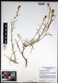 Lepidium fremontii image