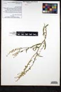 Thysanocarpus curvipes image