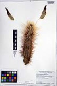 Echinocereus engelmannii image