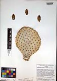 Opuntia basilaris image